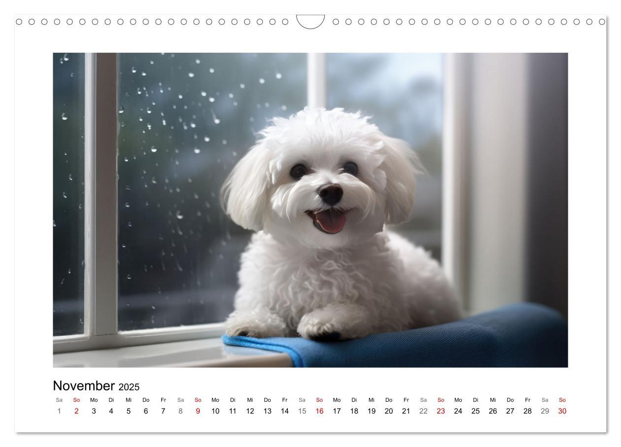 Bild: 9783383843716 | Bichon frisé, weiße Hündchen mit lockigem Haar (Wandkalender 2025...