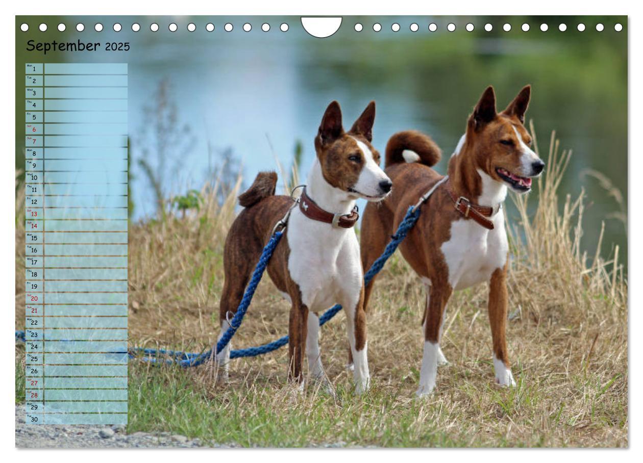 Bild: 9781325949748 | Basenji the African Barkless Dog (Wall Calendar 2025 DIN A4...