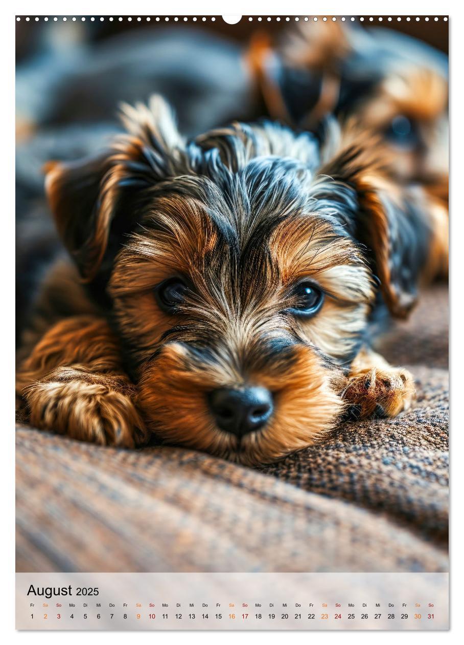 Bild: 9783383771736 | Yorkshire Terrier - ein Hund mit starkem Charakter (Wandkalender...