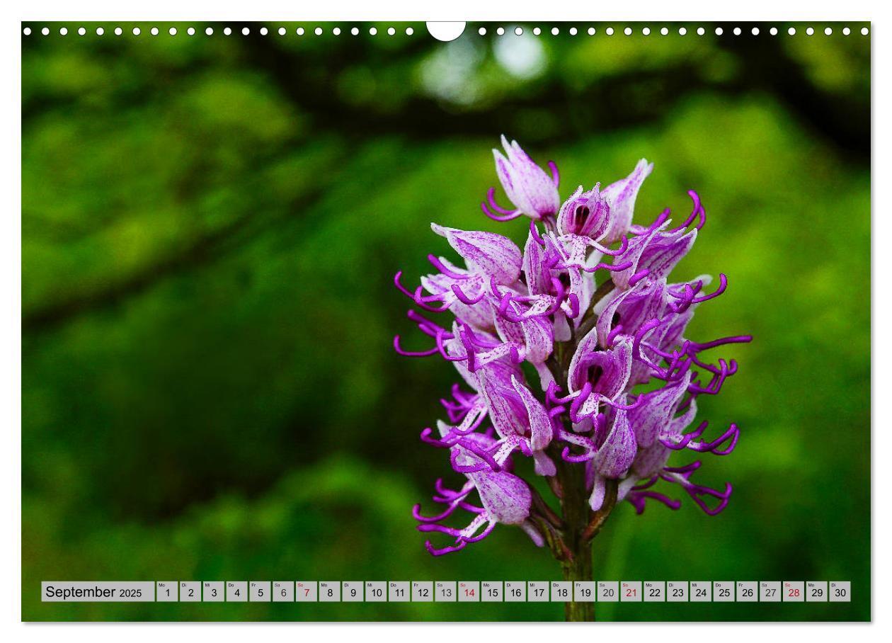 Bild: 9783435536528 | Orchideenwiese 2025 (Wandkalender 2025 DIN A3 quer), CALVENDO...