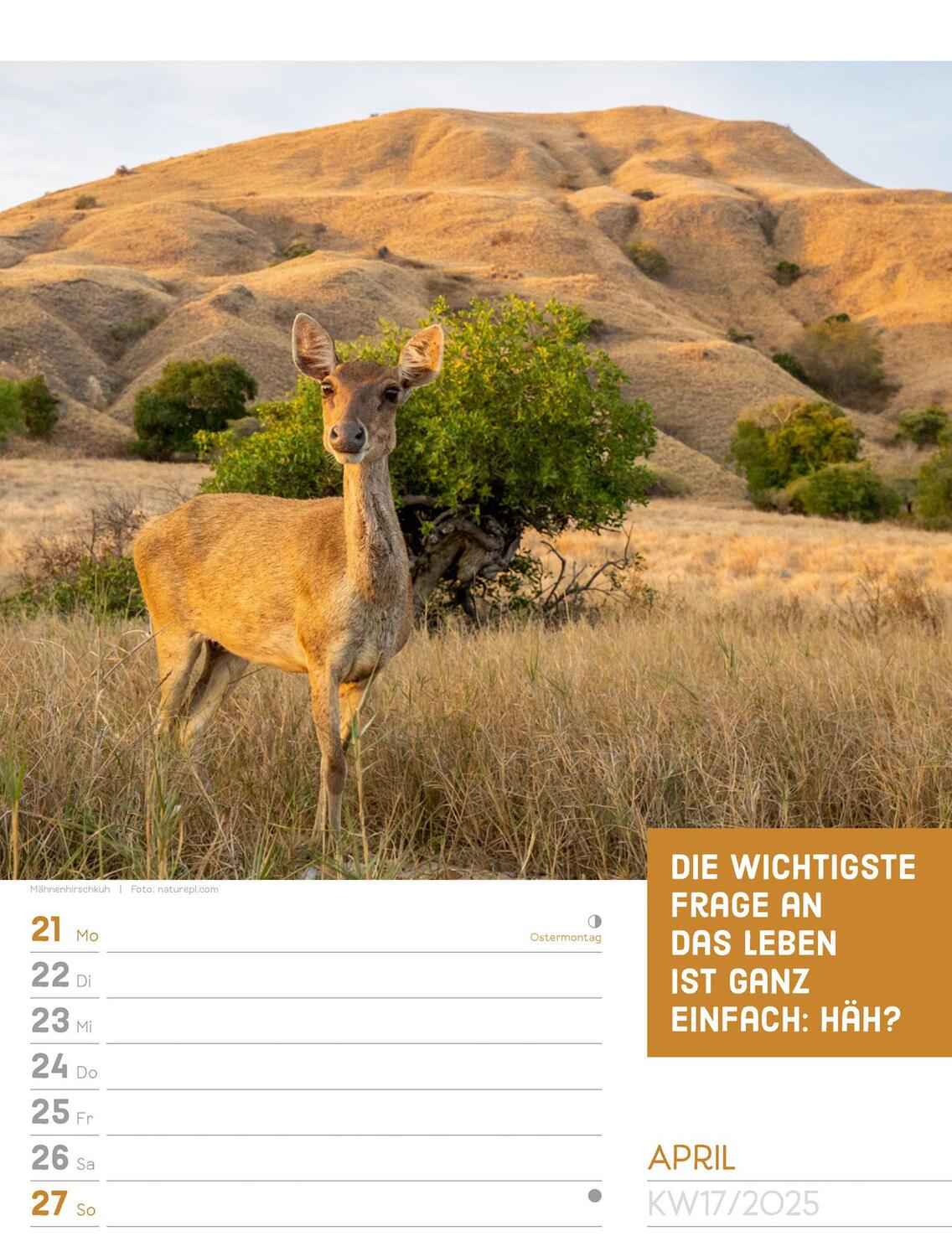 Bild: 9783838425962 | Tierisch! Sprüchekalender - Wochenplaner Kalender 2025 | Kunstverlag