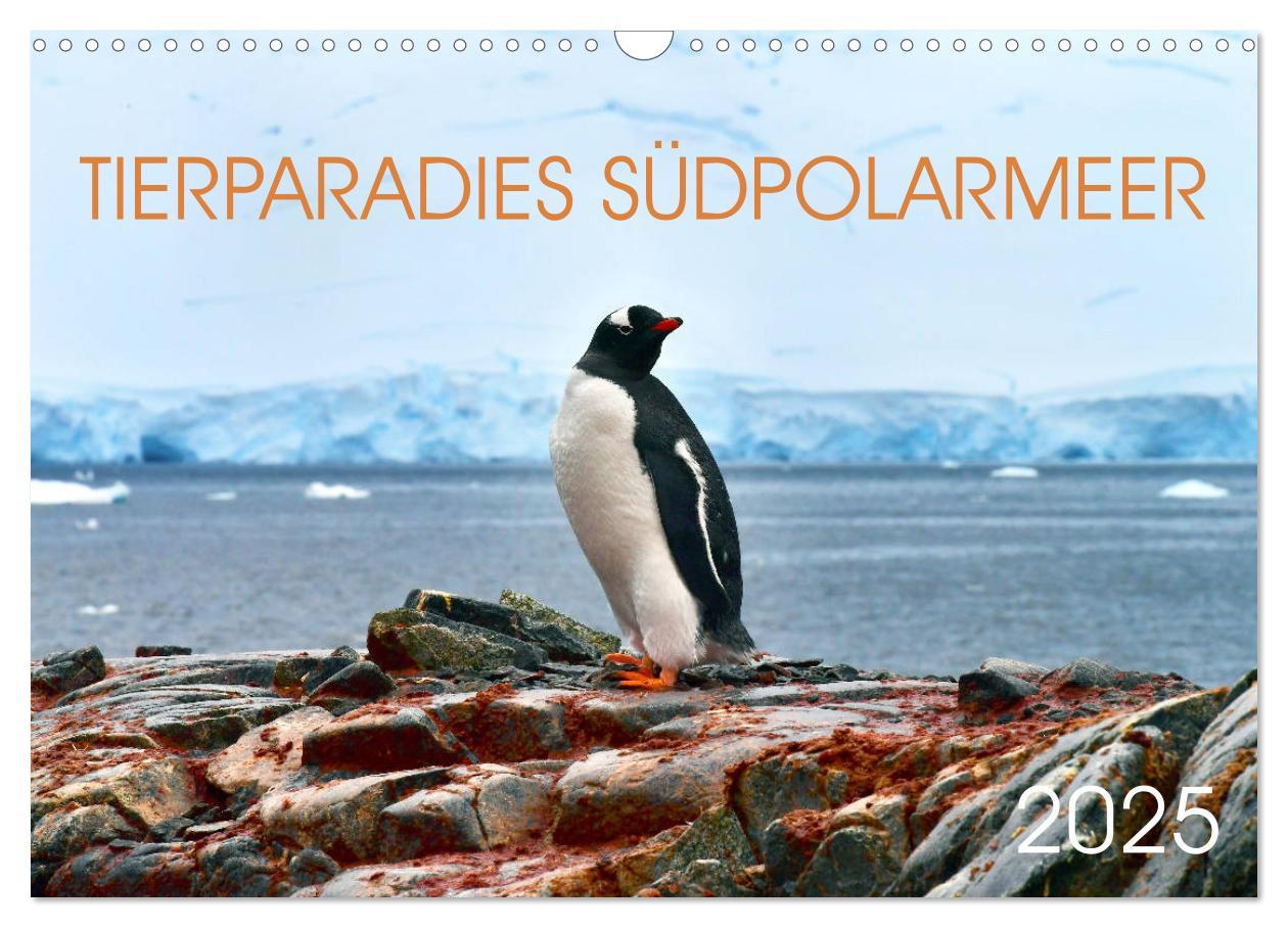 Cover: 9783435124565 | Tierparadies Südpolarmeer (Wandkalender 2025 DIN A3 quer), CALVENDO...