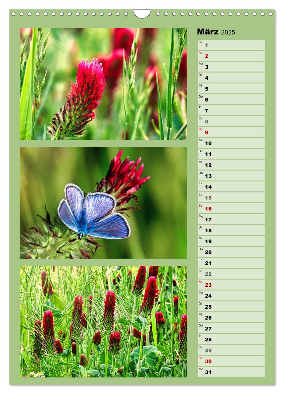 Bild: 9783457173336 | Farbenzauber, bunte Wiesen und bunte Falter (Wandkalender 2025 DIN...