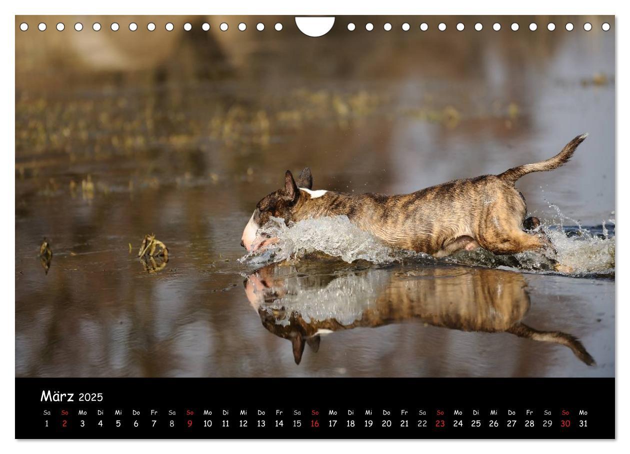 Bild: 9783435587230 | Bullterrier? Was sonst! (Wandkalender 2025 DIN A4 quer), CALVENDO...