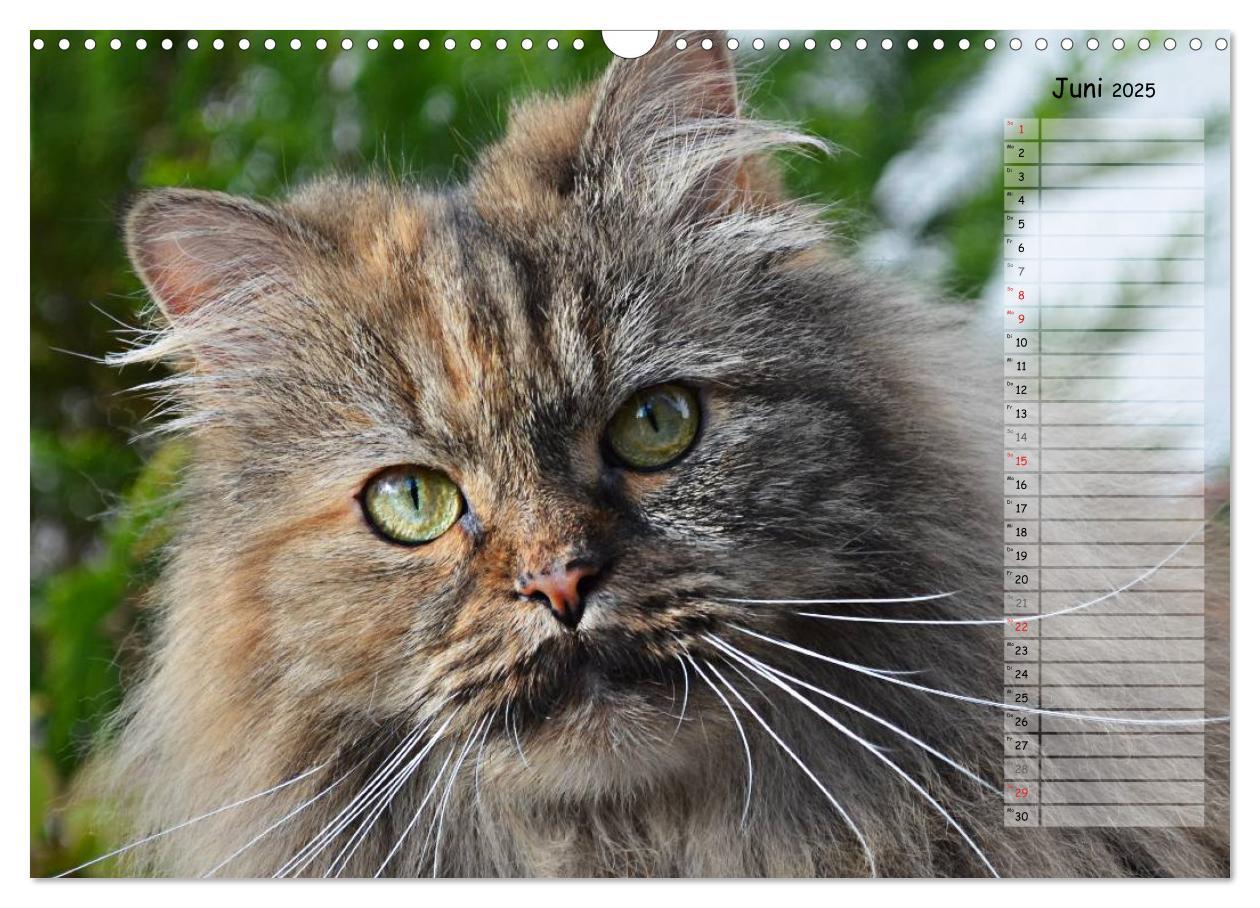 Bild: 9783435733859 | Katzen im Porträt / Geburtstagskalender (Wandkalender 2025 DIN A3...