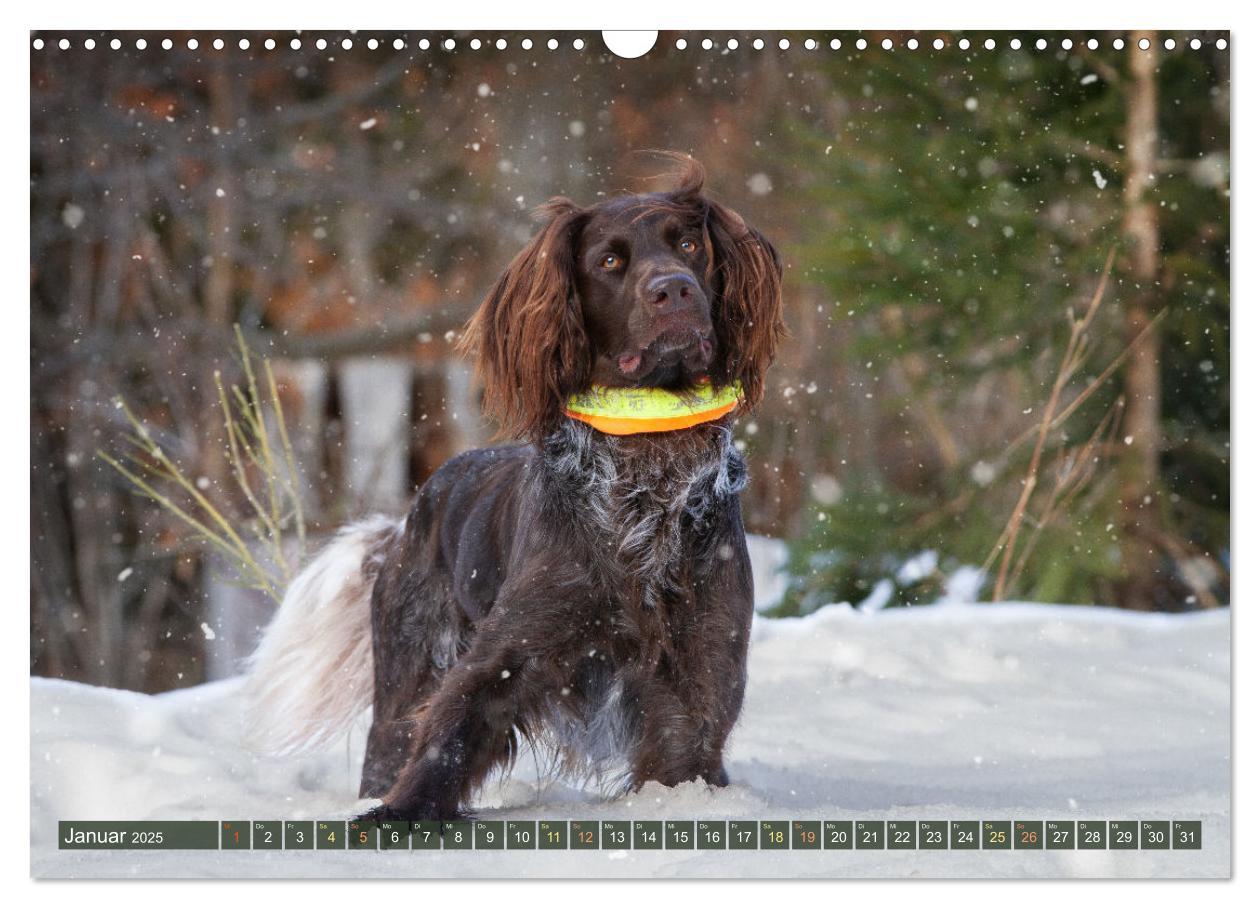 Bild: 9783383838477 | Jagdhund im Portrait - Deutsch Langhaar (Wandkalender 2025 DIN A3...