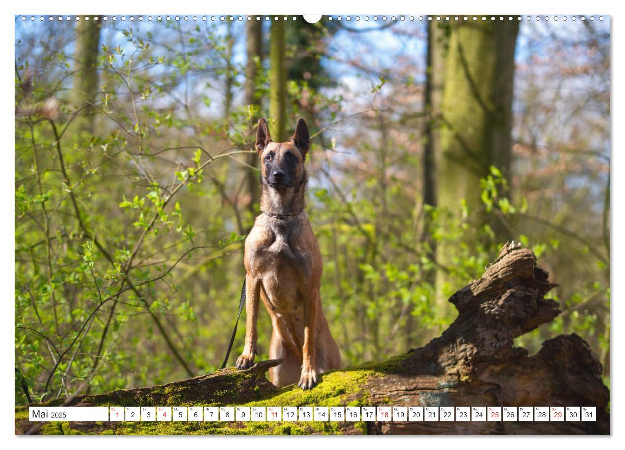 Bild: 9783435144808 | Malinois - belgischer Schäferhund (Wandkalender 2025 DIN A2 quer),...