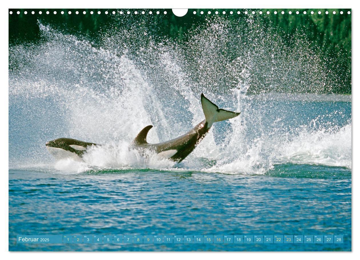 Bild: 9783383864605 | Orcas: Schwarz-weiße Giganten (Wandkalender 2025 DIN A3 quer),...