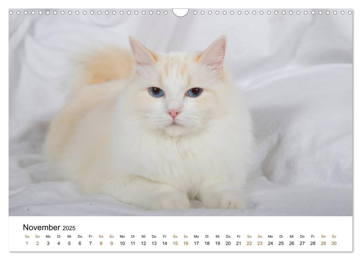 Bild: 9783435753901 | Ragdolls (Wandkalender 2025 DIN A3 quer), CALVENDO Monatskalender