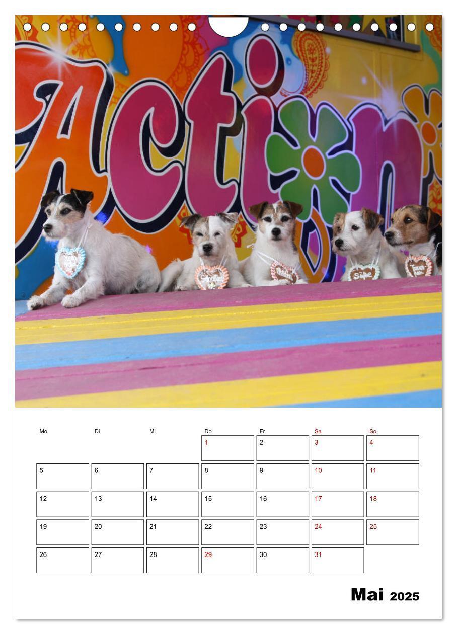 Bild: 9783435996063 | Tender Fellows - Parson Russell Terrier (Wandkalender 2025 DIN A4...