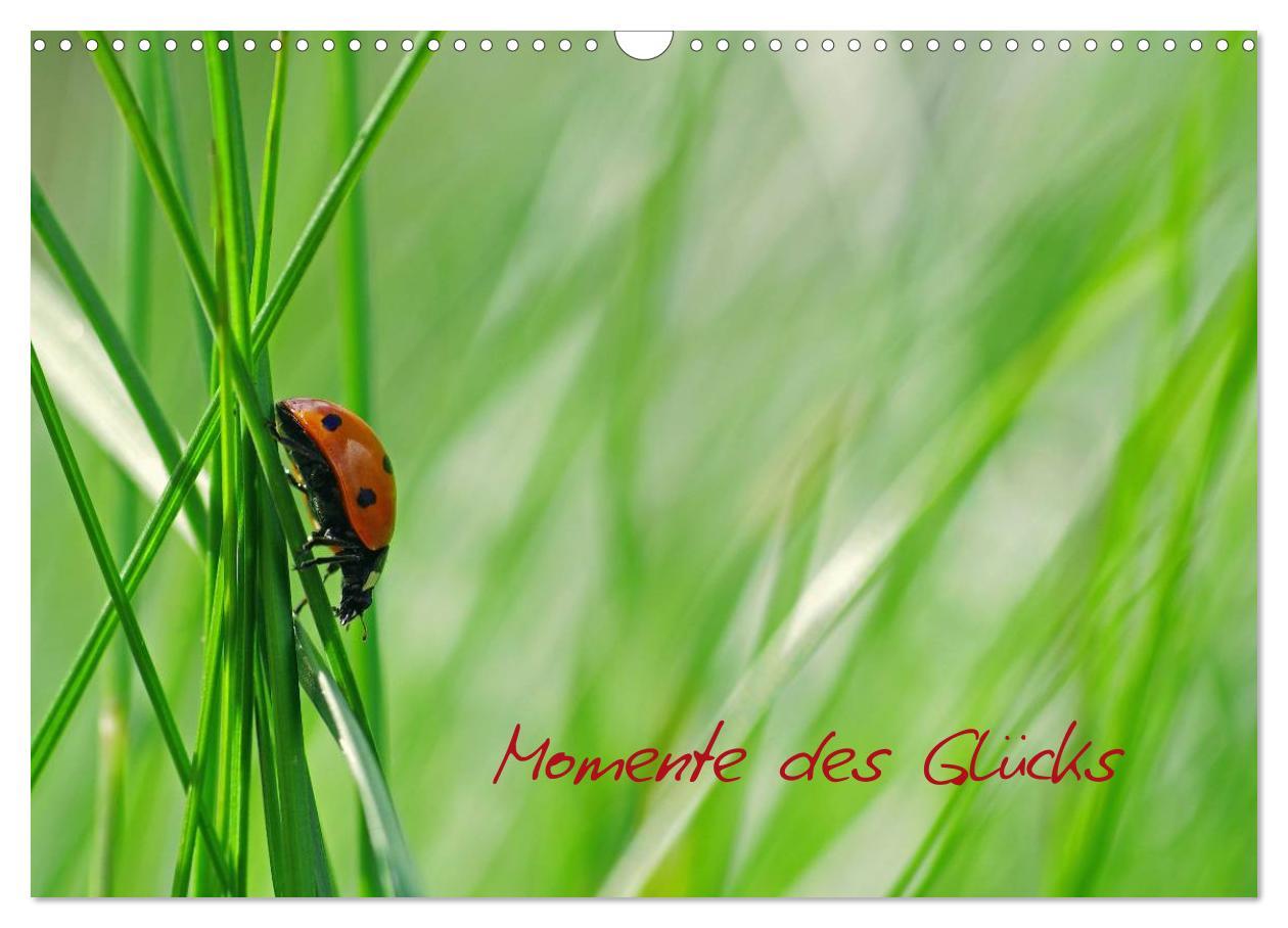 Cover: 9783435835881 | Momente des Glücks (Wandkalender 2025 DIN A3 quer), CALVENDO...