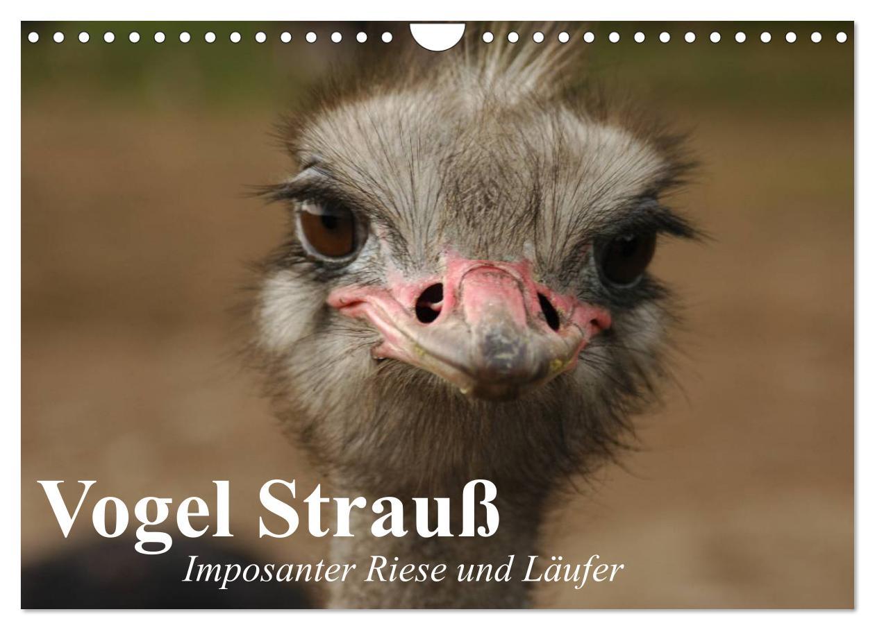 Cover: 9783435523672 | Vogel Strauß. Imposanter Riese und Läufer (Wandkalender 2025 DIN A4...