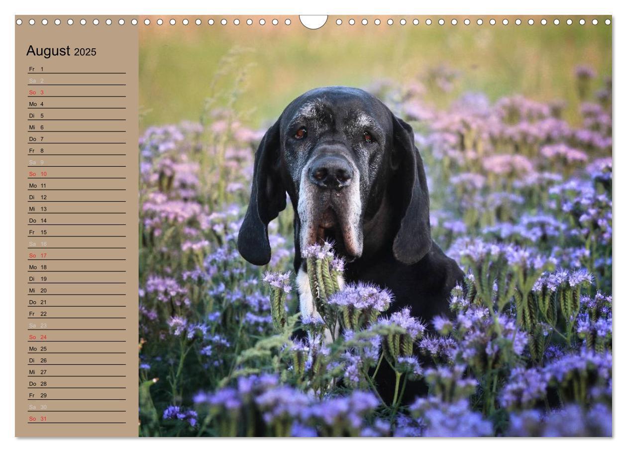 Bild: 9783435491841 | Deutsche Doggen - Sanfte Riesen (Wandkalender 2025 DIN A3 quer),...