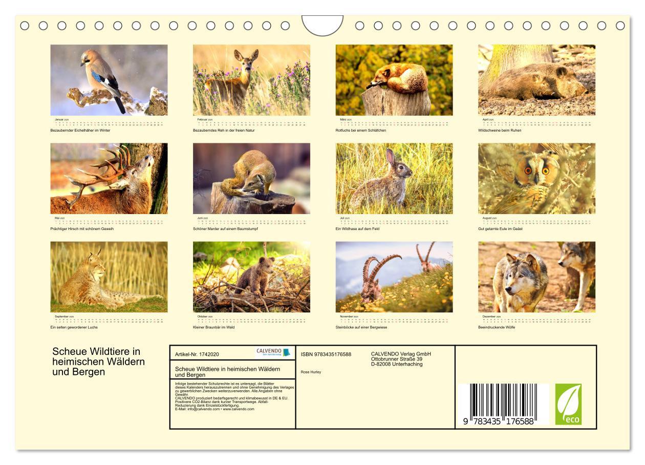 Bild: 9783435176588 | Scheue Wildtiere in heimischen Wäldern und Bergen (Wandkalender...