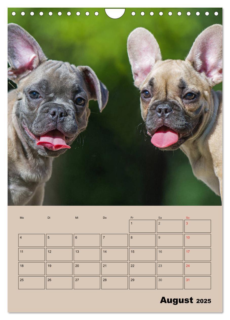 Bild: 9783435959662 | Jahresplaner Französische Bulldogge (Wandkalender 2025 DIN A4...