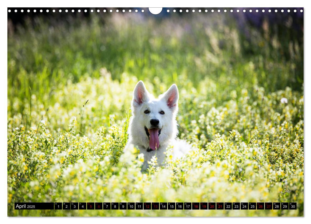 Bild: 9783435415427 | Weiße Schäferhunde in schönen Landschaften (Wandkalender 2025 DIN...