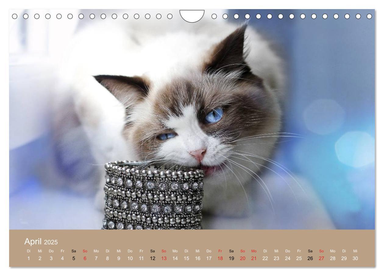 Bild: 9783435492268 | Verliebt in Ragdolls ... die sanfte Katzenrasse (Wandkalender 2025...