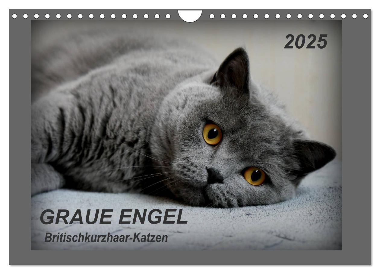 Cover: 9783435401673 | GRAUE ENGEL Britischkurzhaar-Katzen (Wandkalender 2025 DIN A4...