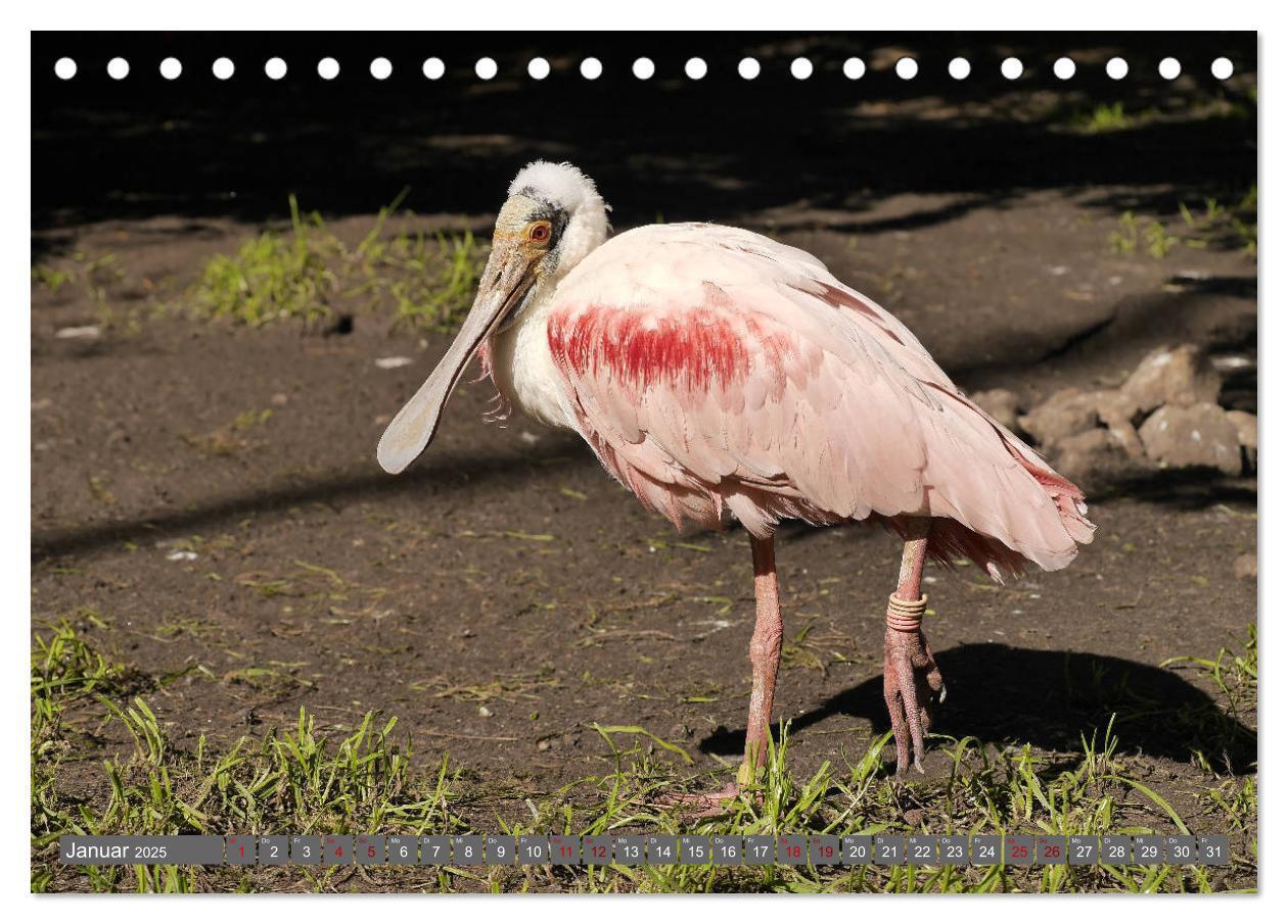 Bild: 9783435361144 | Weltvogelpark Walsrode - Die Vielfalt der Vogelarten (Tischkalender...