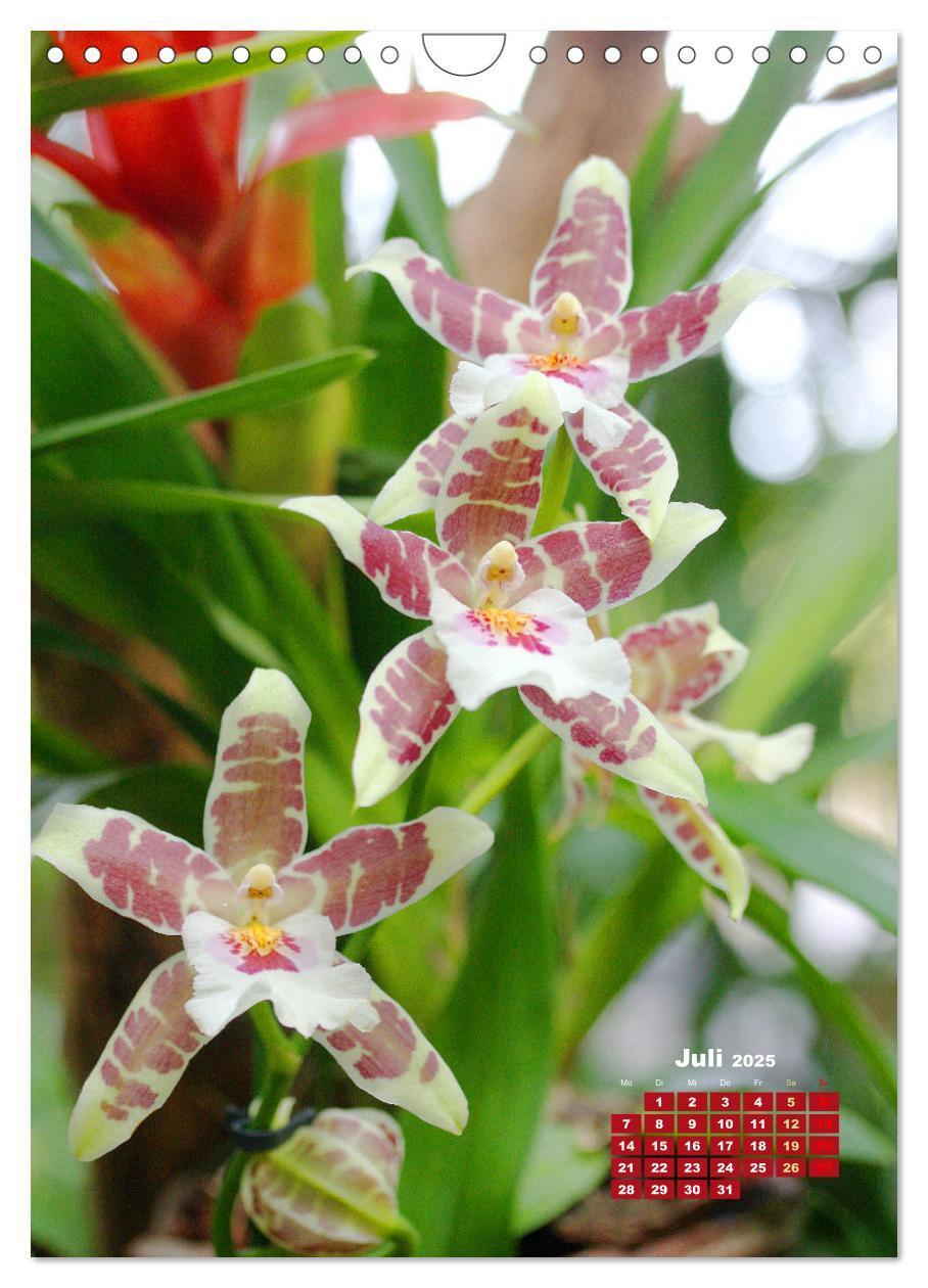 Bild: 9783435903740 | Traumhafte Orchideen (Wandkalender 2025 DIN A4 hoch), CALVENDO...