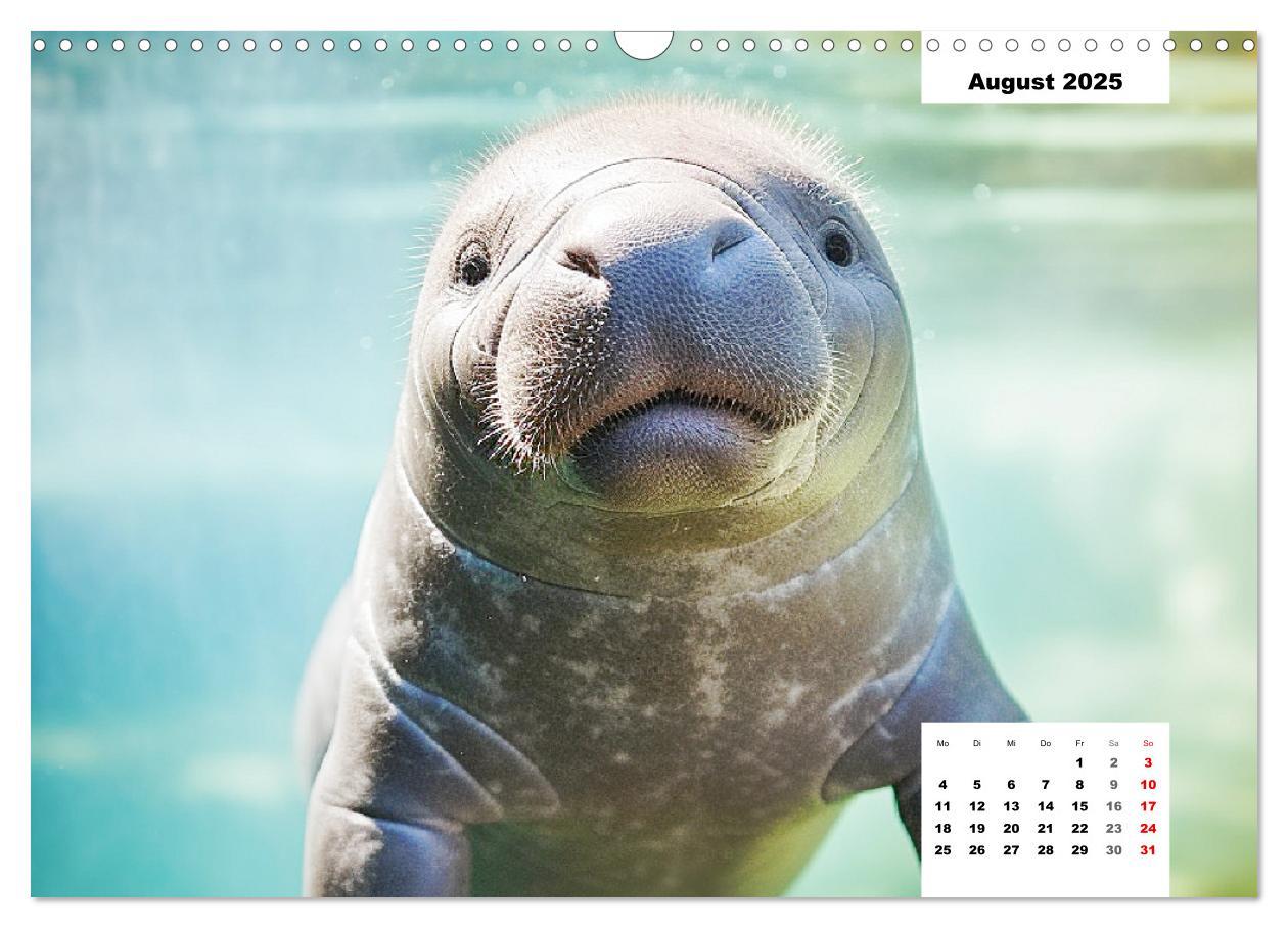 Bild: 9783383893056 | Manatees. Faszinierende Rundschwanzseekühe (Wandkalender 2025 DIN...