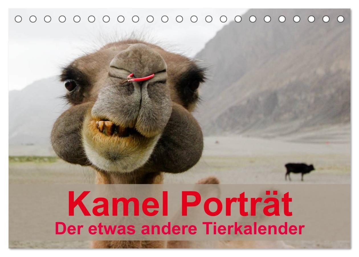 Cover: 9783435586639 | Kamel Porträt (Tischkalender 2025 DIN A5 quer), CALVENDO...