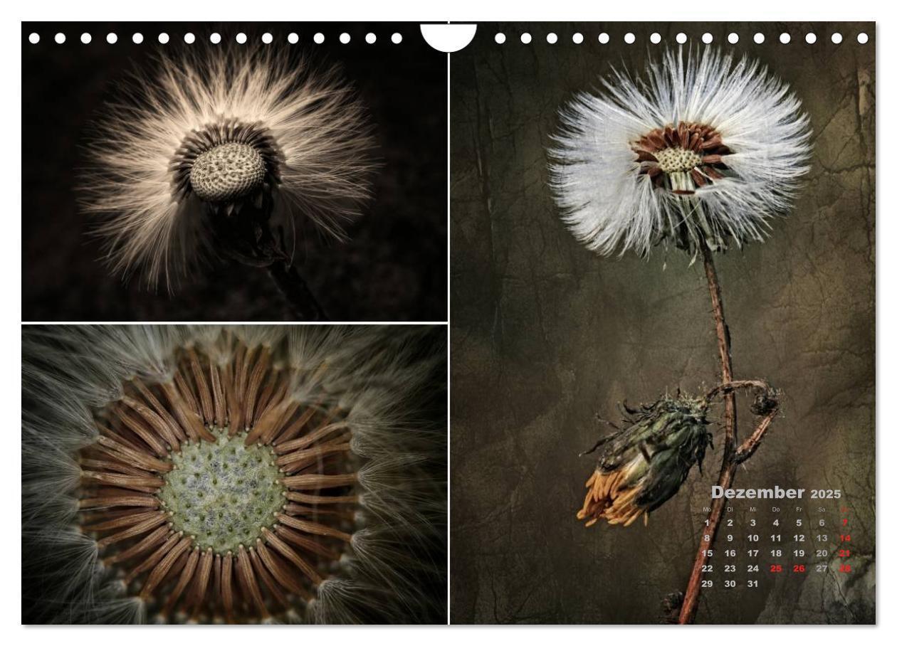 Bild: 9783435612406 | Blumenreise 2025 (Wandkalender 2025 DIN A4 quer), CALVENDO...