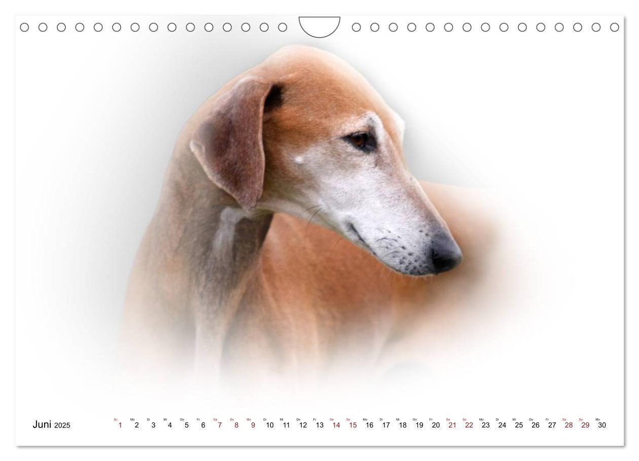 Bild: 9783383824333 | Windhund Portrait 2025 White Edition (Wandkalender 2025 DIN A4...