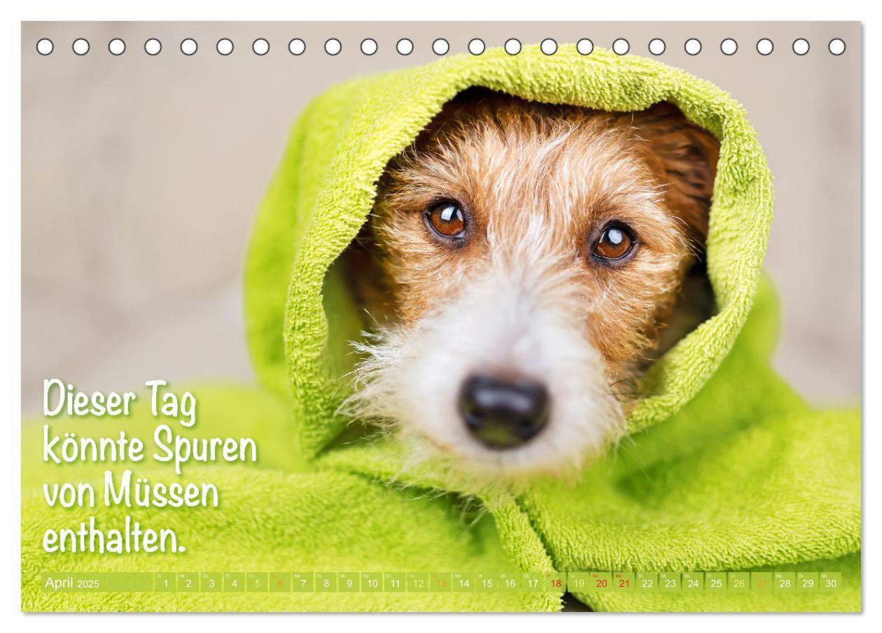 Bild: 9783457199855 | Jack Russell Terrier: flink und verspielt (Tischkalender 2025 DIN...