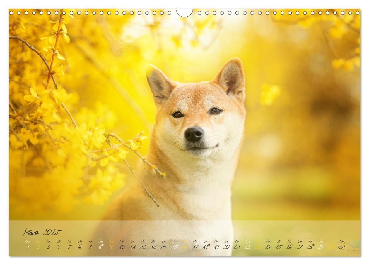 Bild: 9783435051502 | Shiba Inu - mutig, treu, selbstbewusst (Wandkalender 2025 DIN A3...