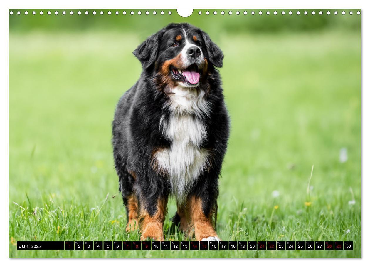 Bild: 9783457182543 | Berner Sennenhunde - Faszinierende Herzensbrecher (Wandkalender...