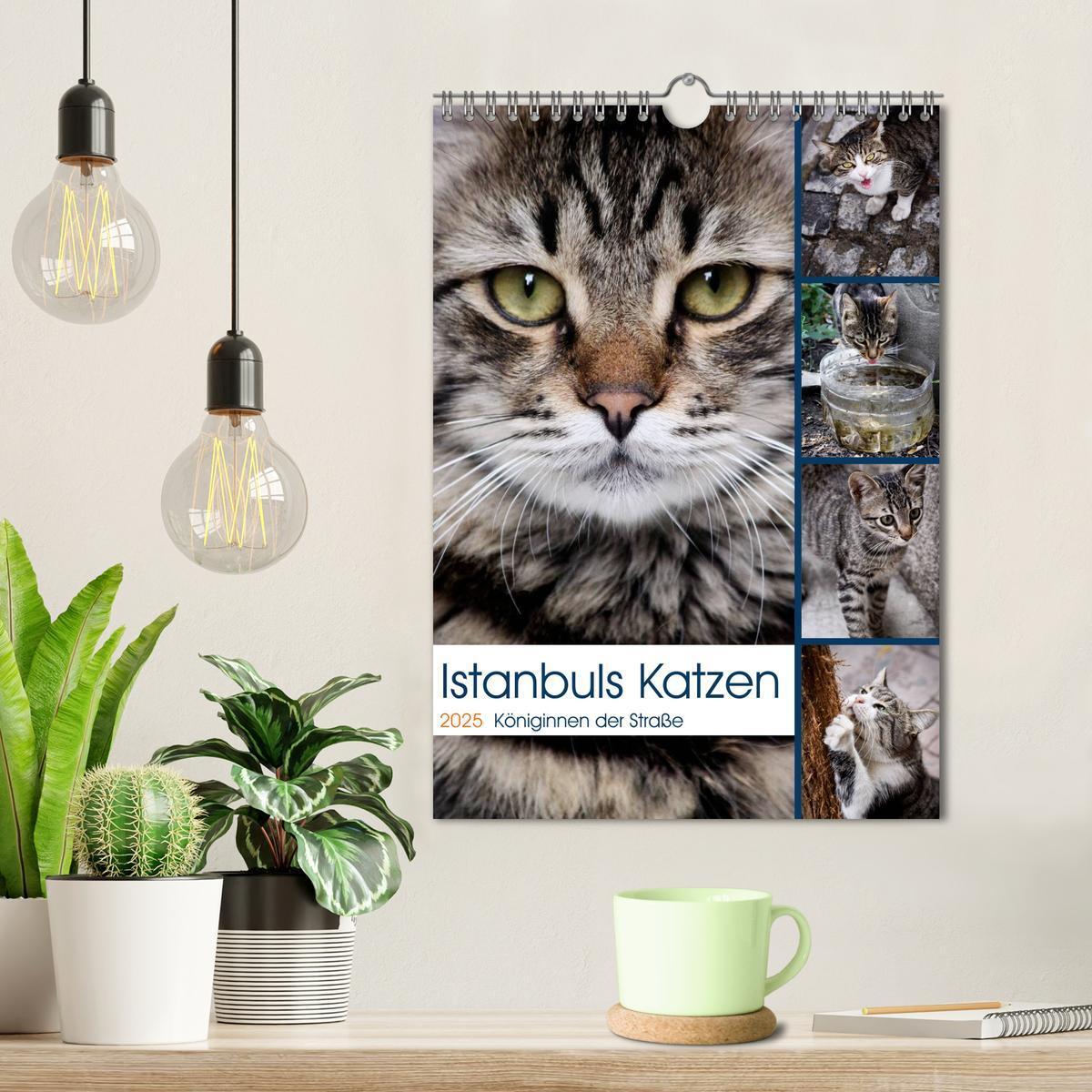 Bild: 9783457087084 | Istanbuls Katzen (Wandkalender 2025 DIN A4 hoch), CALVENDO...