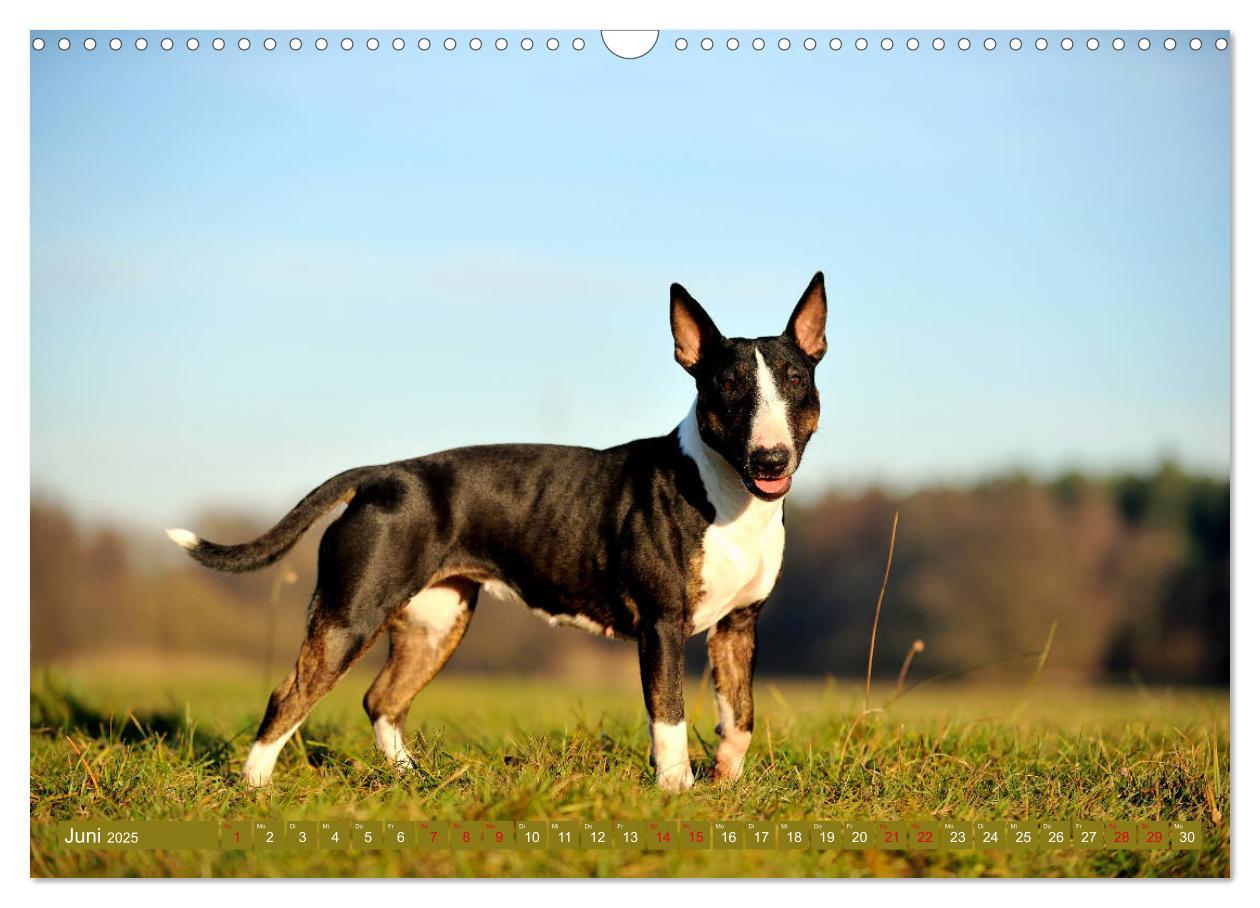 Bild: 9783435405404 | Bullterrier, Powerpakete auf 4 Pfoten (Wandkalender 2025 DIN A3...