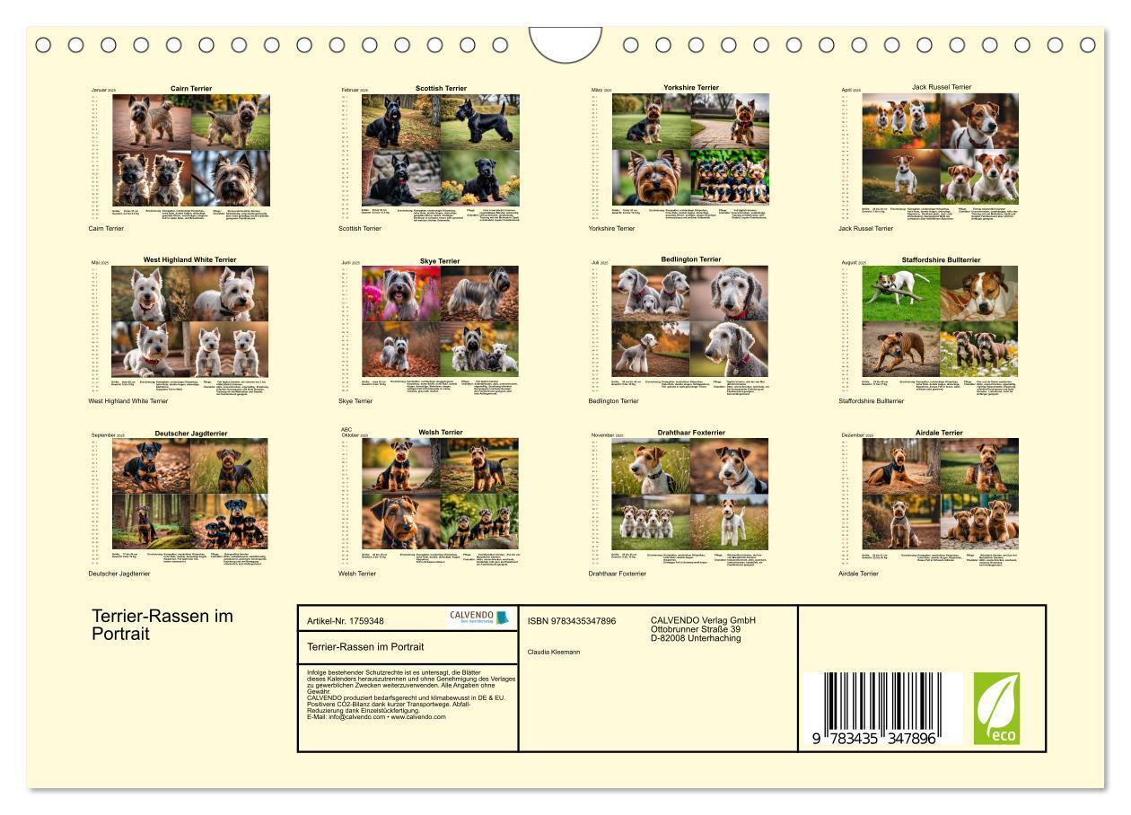 Bild: 9783435347896 | Terrier-Rassen im Portrait (Wandkalender 2025 DIN A4 quer),...