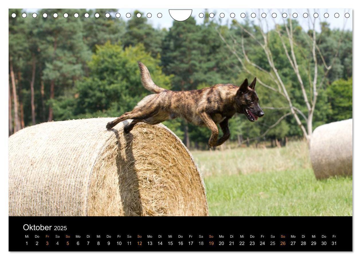 Bild: 9783435687756 | Holländischer Schäferhund (Wandkalender 2025 DIN A4 quer), CALVENDO...