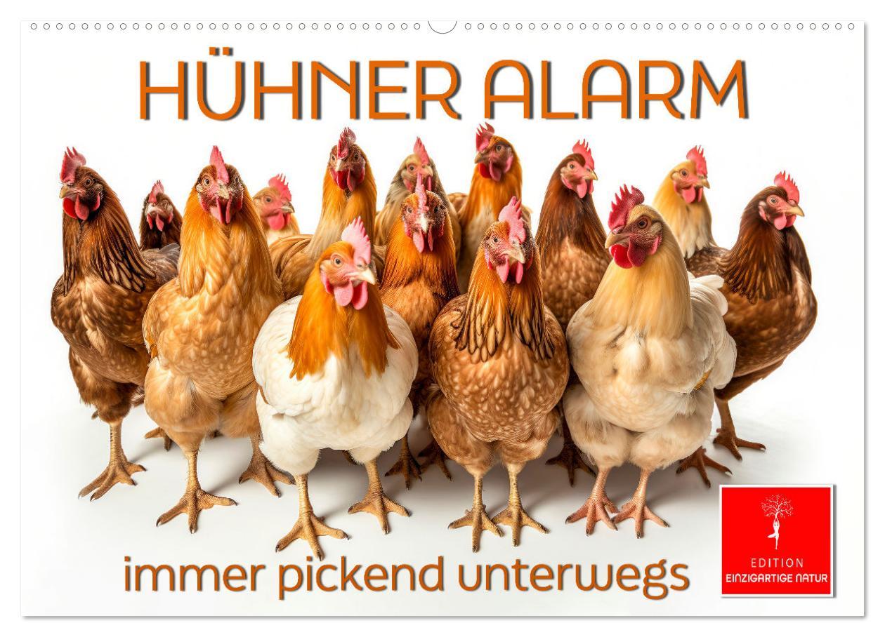 Cover: 9783383768033 | Hühner Alarm (Wandkalender 2025 DIN A2 quer), CALVENDO Monatskalender