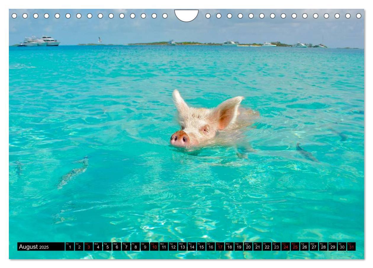 Bild: 9781325994007 | The Swimming Pigs of Bahamas (Wall Calendar 2025 DIN A4 landscape),...