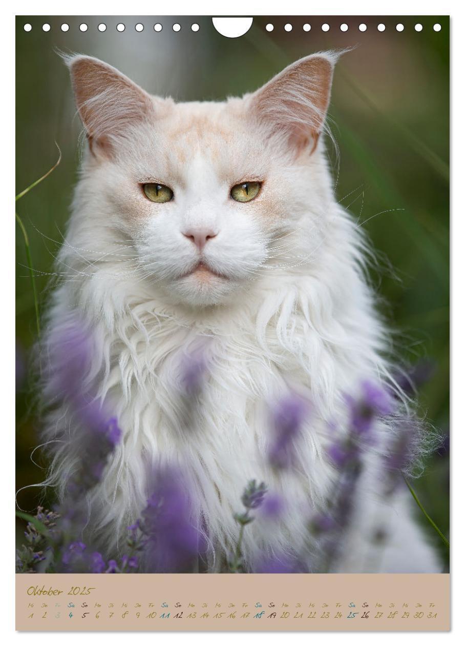 Bild: 9783435892020 | Plüschige Katzen im Garten (Wandkalender 2025 DIN A4 hoch),...