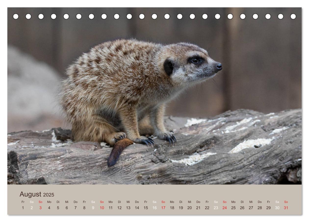 Bild: 9783435210206 | Quirlige Erdmännchen (Tischkalender 2025 DIN A5 quer), CALVENDO...