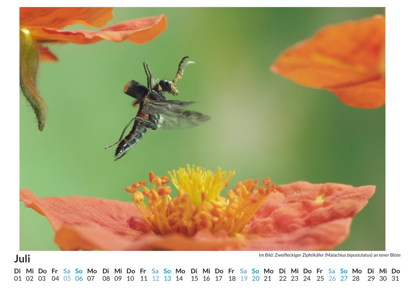 Bild: 9783759123534 | Insekten im Blütenanflug - (Wandkalender 2025, Kalender DIN A4...