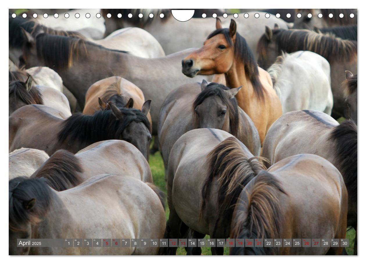 Bild: 9783435412136 | Dülmener Wildpferde - Wildpferde im Meerfelder Bruch (Wandkalender...