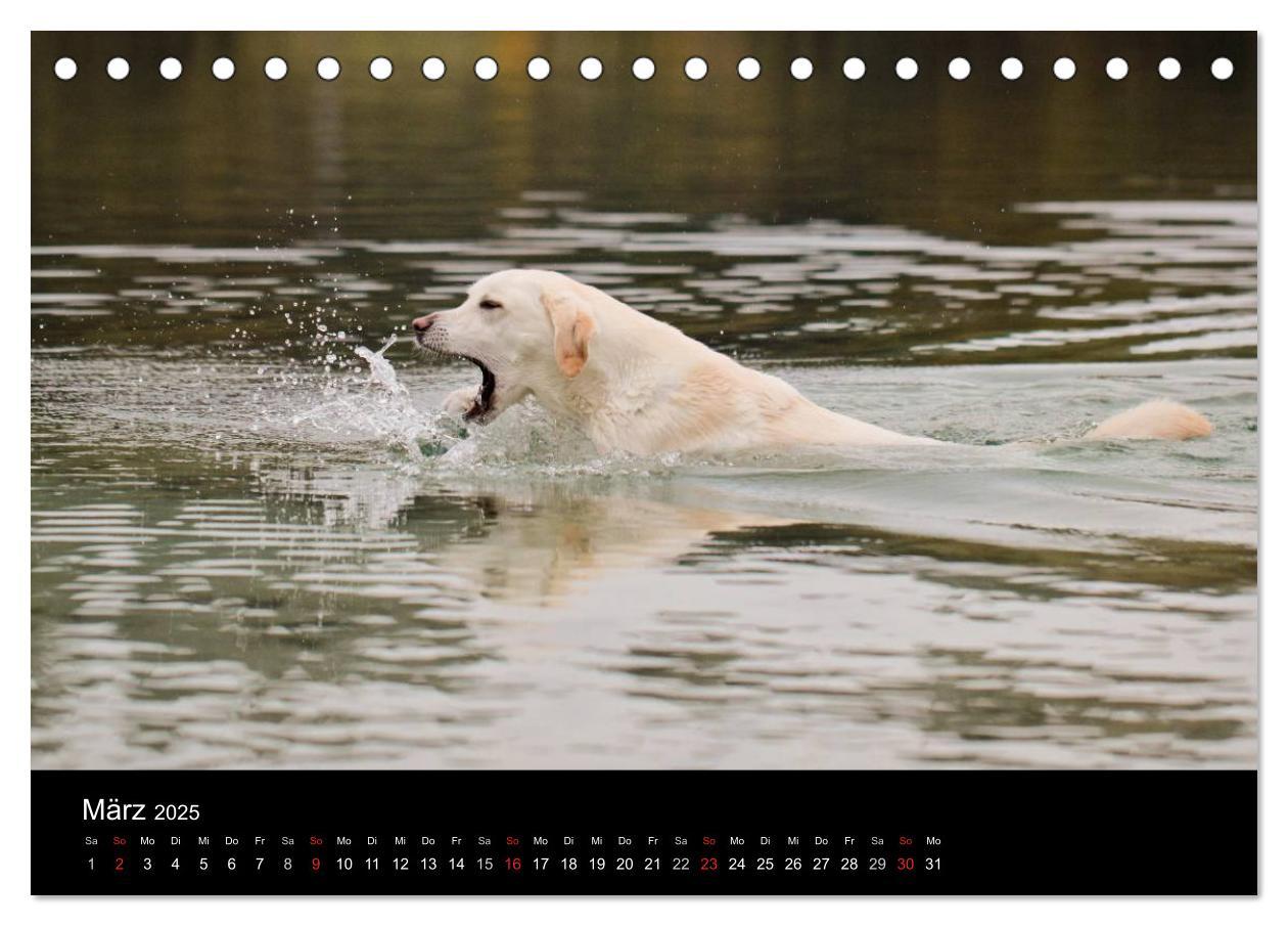 Bild: 9783435754830 | Labrador Retriever 2025 (Tischkalender 2025 DIN A5 quer), CALVENDO...