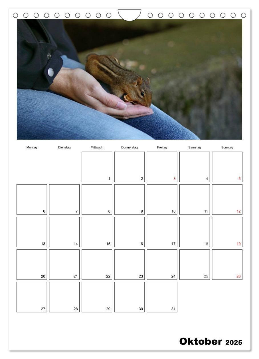 Bild: 9783457026670 | Streifenhörnchen - neugierige Nager (Wandkalender 2025 DIN A4...