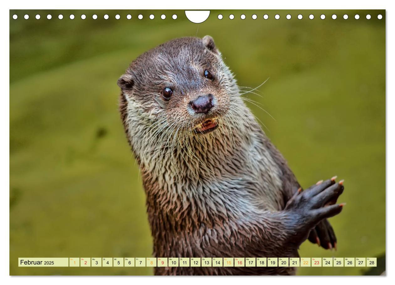 Bild: 9783435377145 | Fischotter - putzige Kerlchen und elegante Schwimmer (Wandkalender...