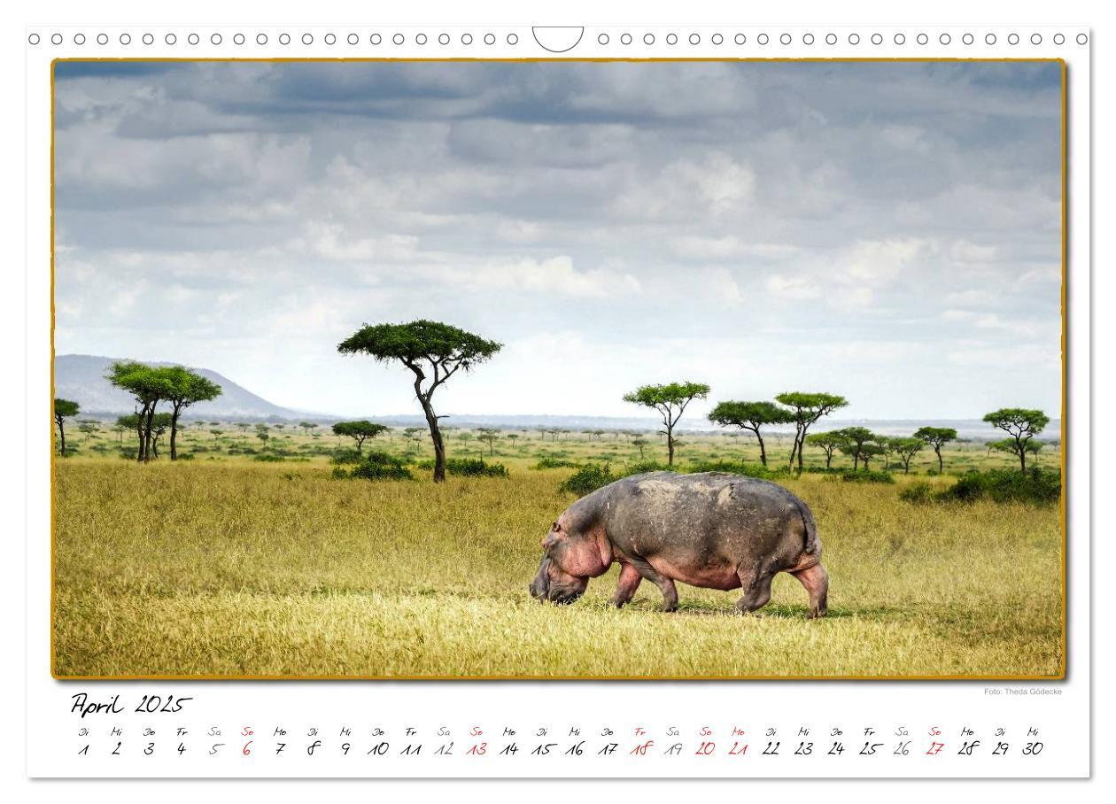 Bild: 9783435488773 | Abenteuer Masai Mara (Wandkalender 2025 DIN A3 quer), CALVENDO...