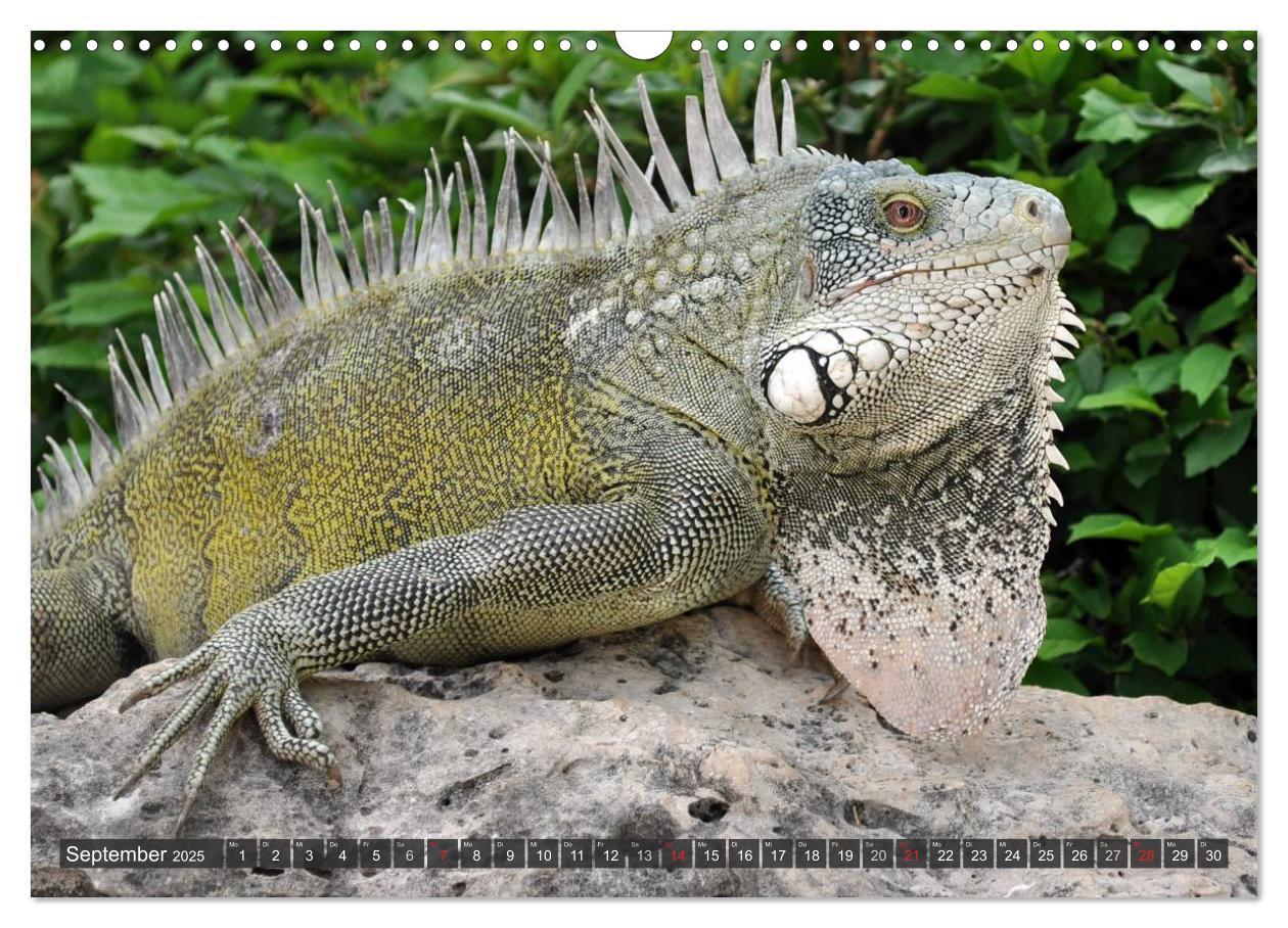 Bild: 9783435793099 | Wilde Fauna - Reptilien (Wandkalender 2025 DIN A3 quer), CALVENDO...