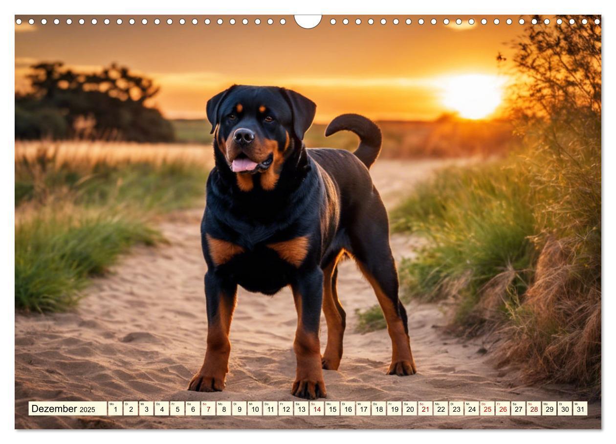 Bild: 9783457128688 | Rottweiler - die Beschützer (Wandkalender 2025 DIN A3 quer),...