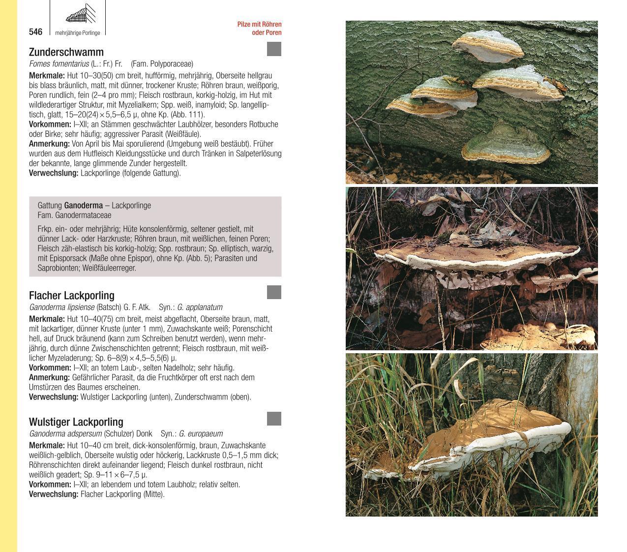 Bild: 9783967470123 | Der große BLV Pilzführer | Ewald Gerhardt | Taschenbuch | 736 S.