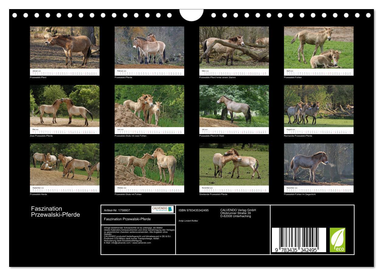 Bild: 9783435342495 | Faszination Przewalski-Pferde (Wandkalender 2025 DIN A4 quer),...