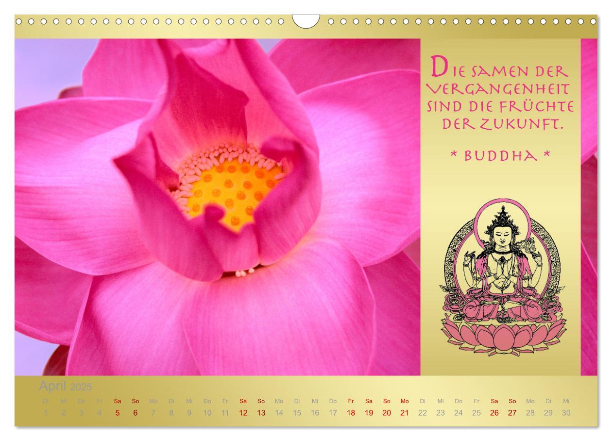 Bild: 9783435085880 | BUDDHA IM GLÜCK - Buddhistische Weisheiten (Wandkalender 2025 DIN...